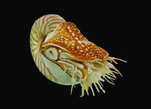 Nautilus Hydrolazing <sup>TM</sup>